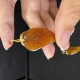 紅翡葉耳環
